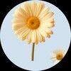 justsodaisy